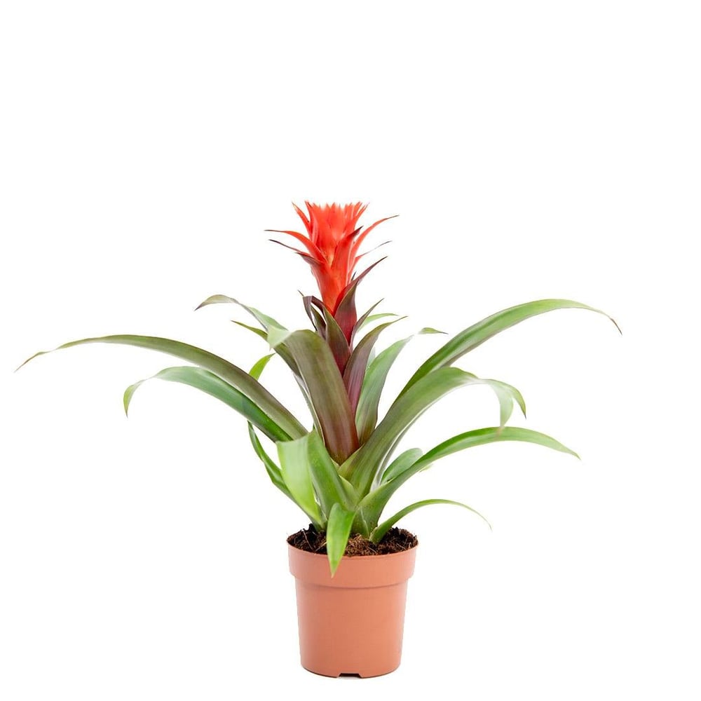 Guzmanya Hope Çiçeği 20-40 Cm