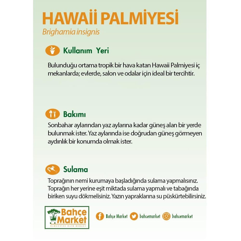 Hawaii Palmiyesi