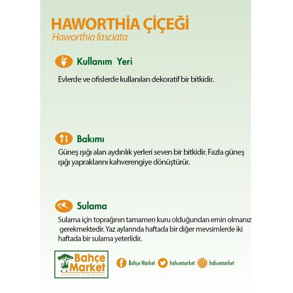 Haworthia Çiçeği - Zebra Kaktüsü 5,5Ø 10-15 Cm