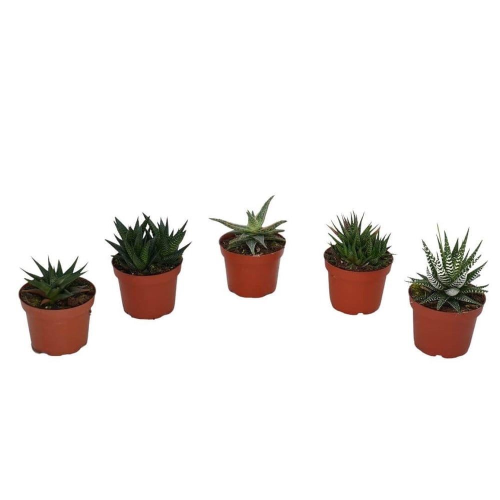 Hawortia Çiçeği - Zebra Kaktüsü 10-20 Cm