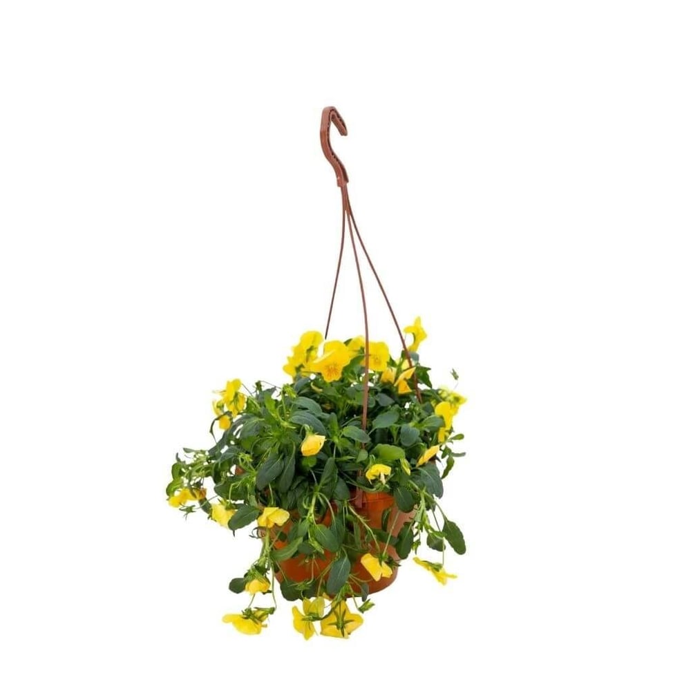 Hercai Menekşe Çiçeği Askılı