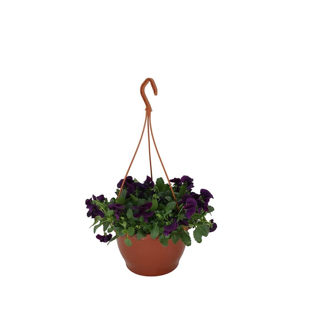 Hercai Menekşe Çiçeği Askılı