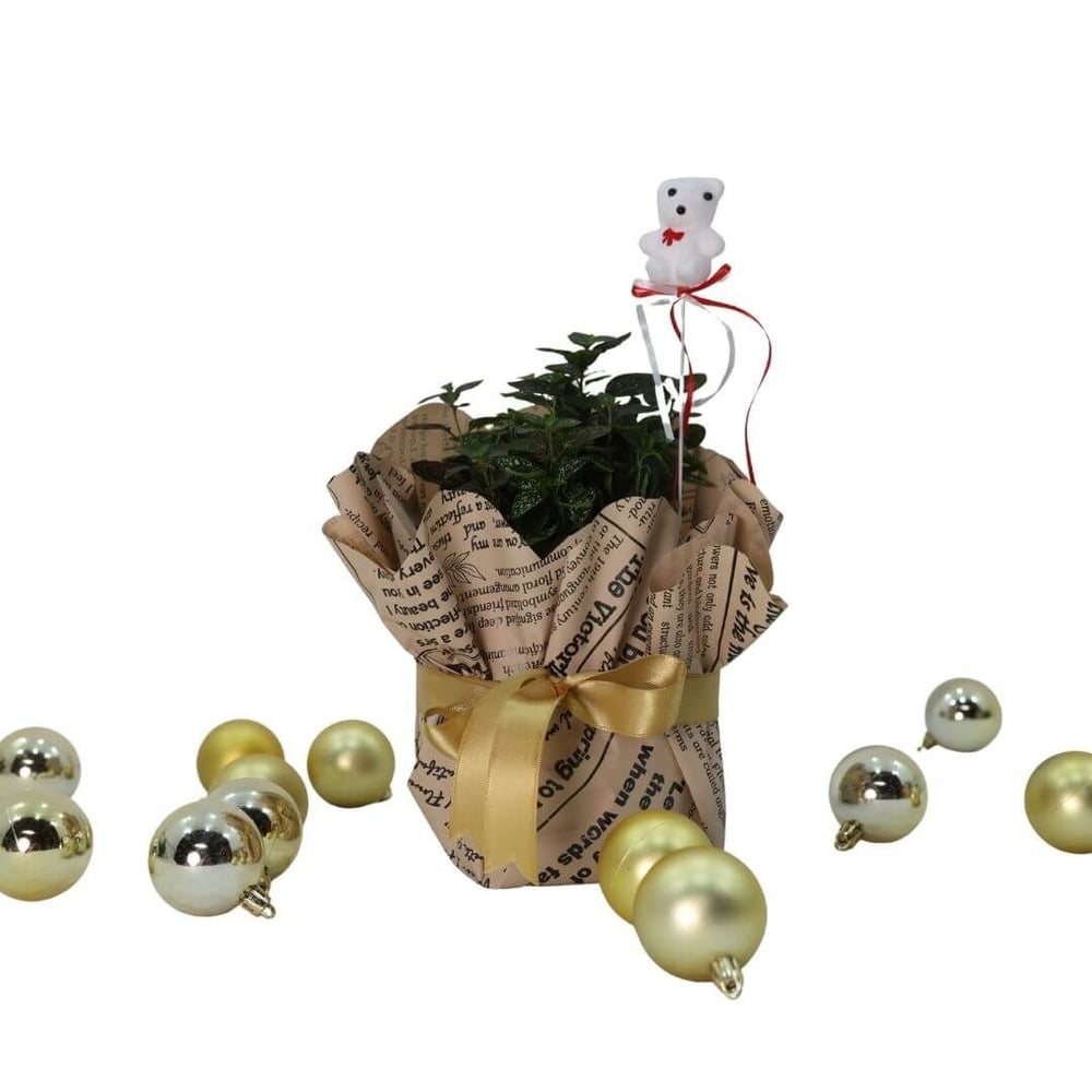 Hypoestes Çiçeği (Hostes Çiçeği) Hediye Paketli