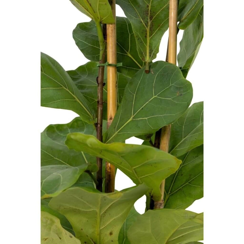 İkili Ficus Lyrata 100 - 125 Cm