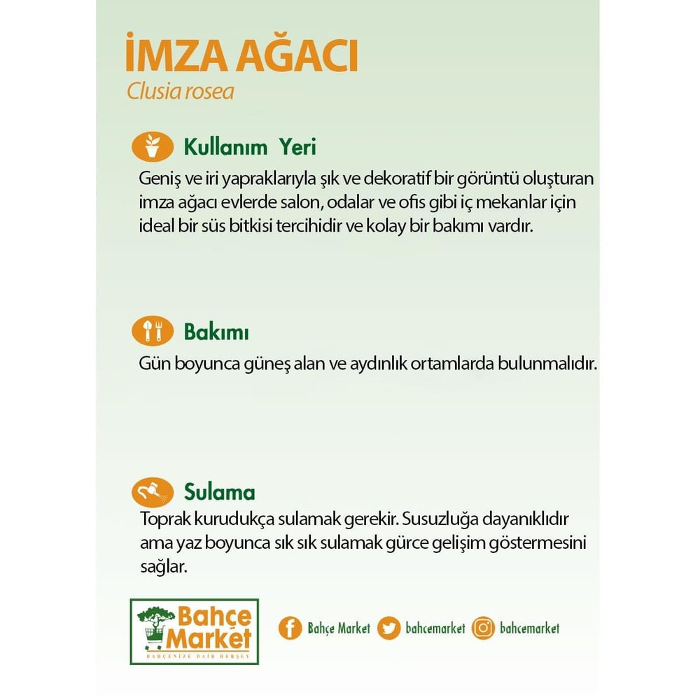 İmza Ağacı Yeşil