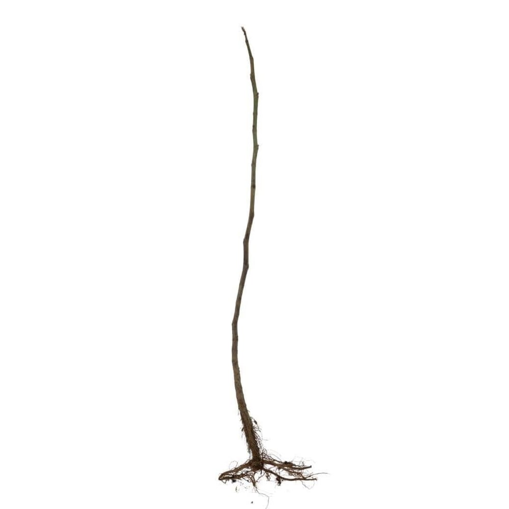 İncir Fidanı Bursa Siyahi Çıplak Kök