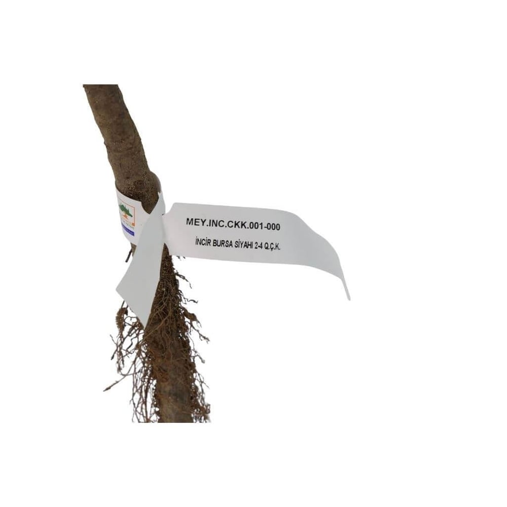 İncir Fidanı Bursa Siyahi Çıplak Kök