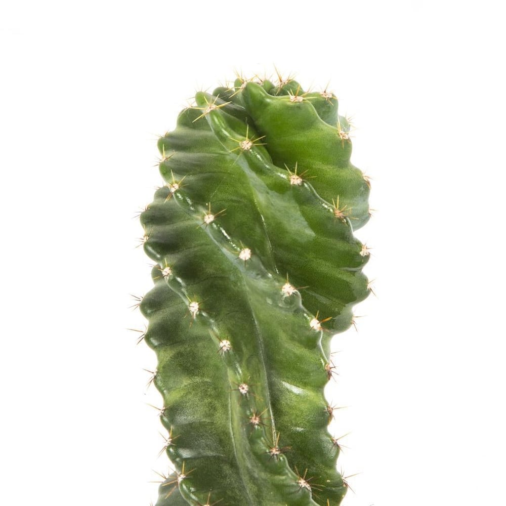 Kaktüs 10-20 Cm Yeşil