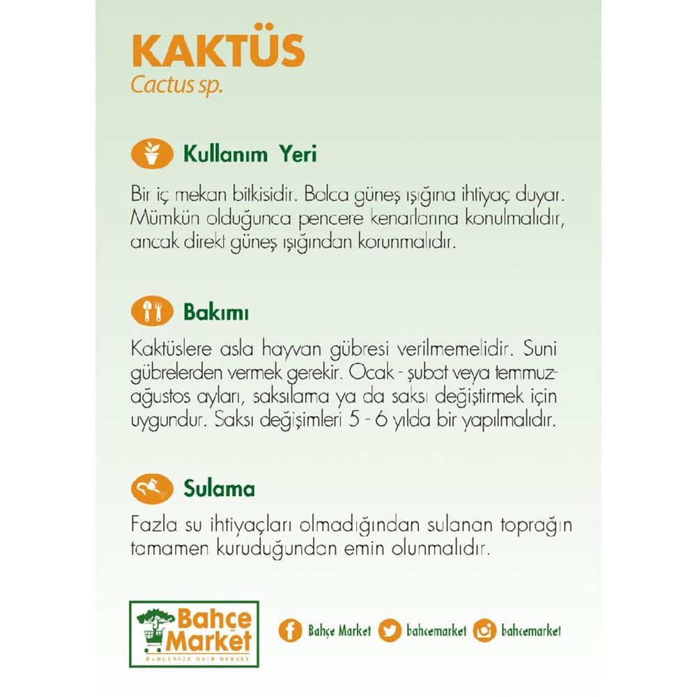 Kaktüs - Çap 8.5 Cm - 10-20 Cm  Yeşil