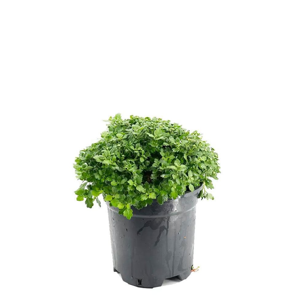 Kasımpatı Çiçeği 20 -30 Cm