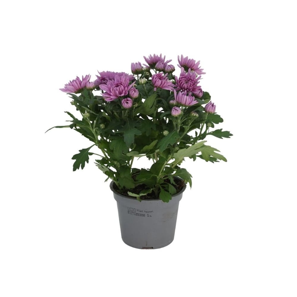 Kasımpatı Çiçeği 20-30 Cm
