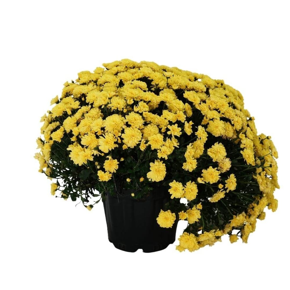 Kasımpatı Çiçeği 20 -30 Cm