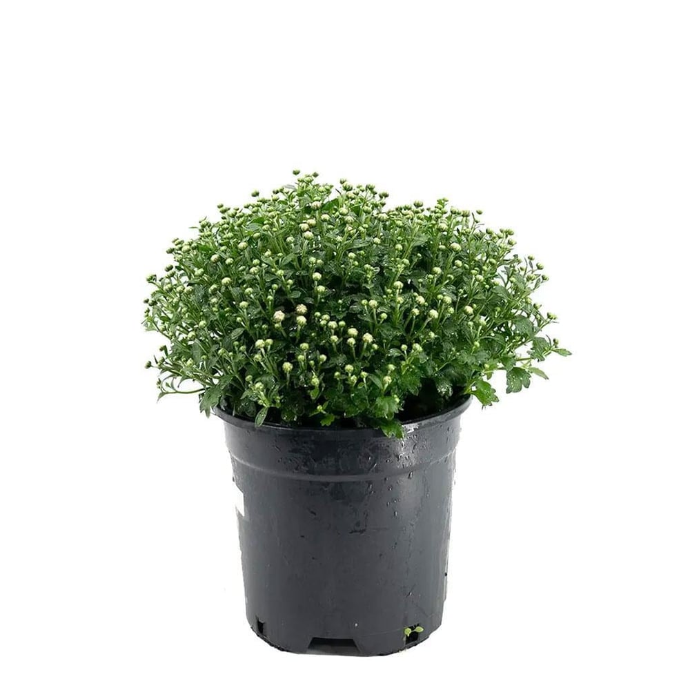 Kasımpatı Çiçeği 20 -30 Cm