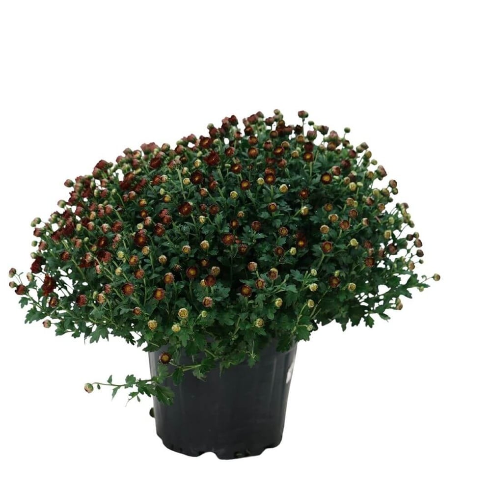 Kasımpatı Çiçeği 20 -30 Cm