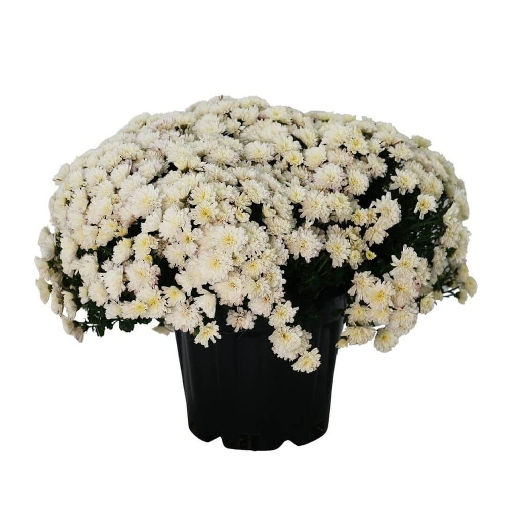 Kasımpatı Çiçeği 20 -30 Cm