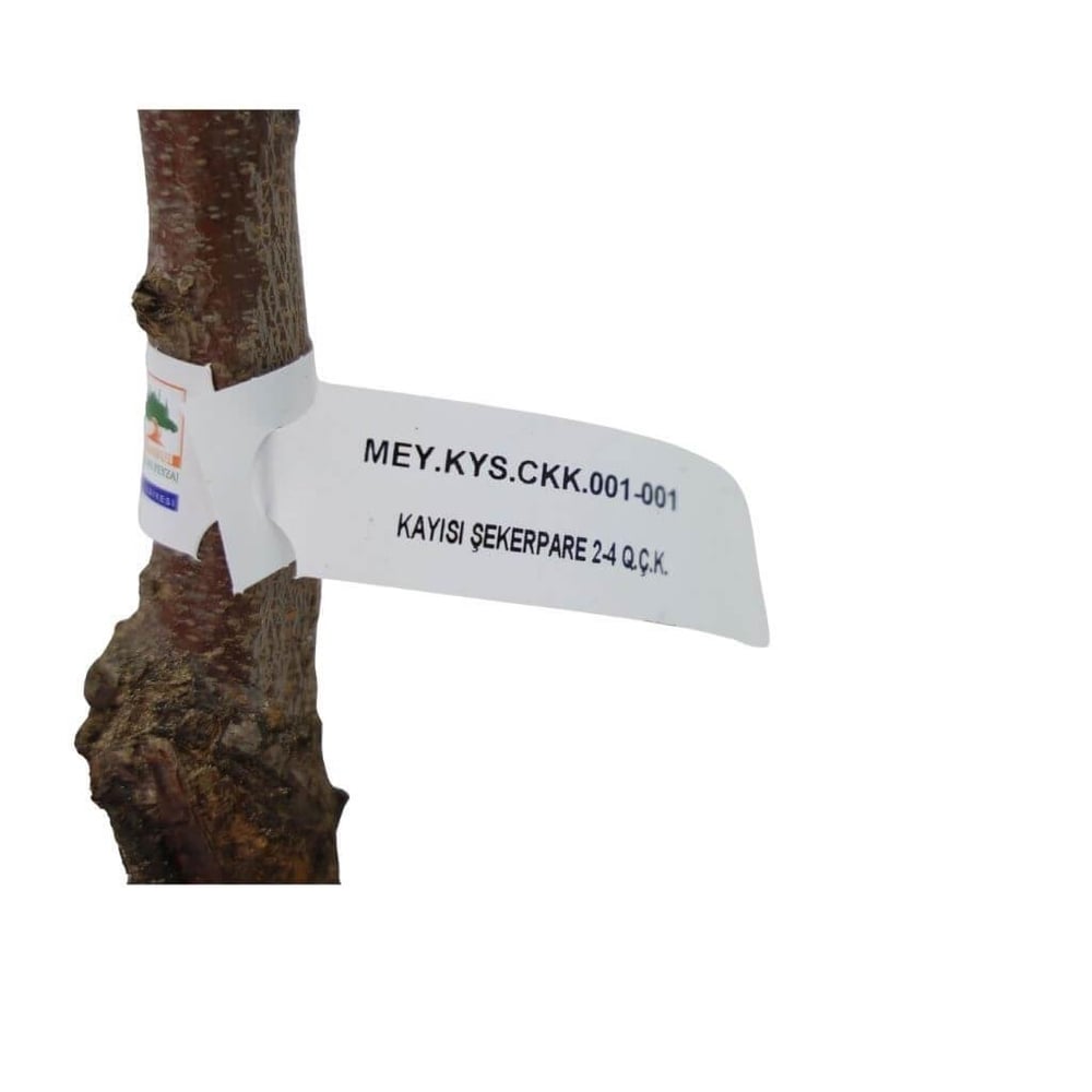 Kayısı Fidanı Şekerpare Çıplak Kök