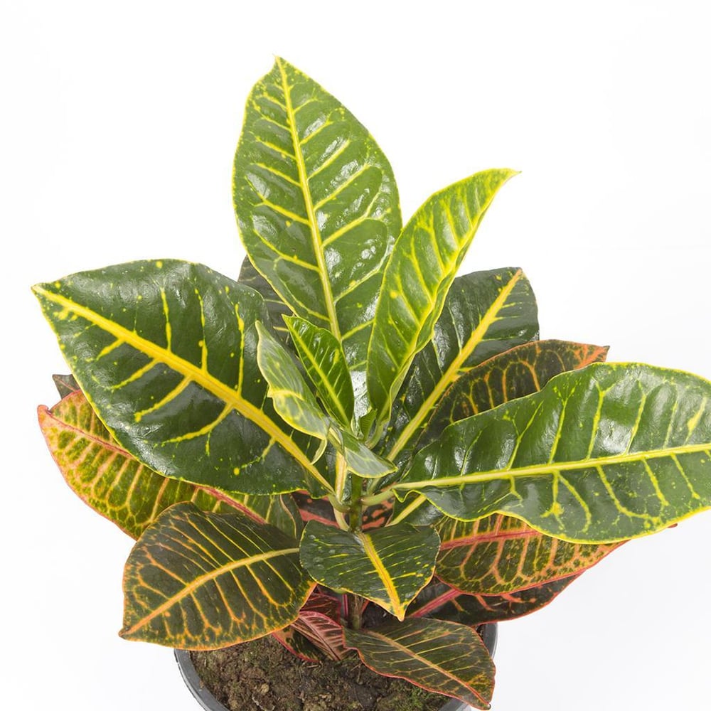 Croton- Kroton Petra Yeşil