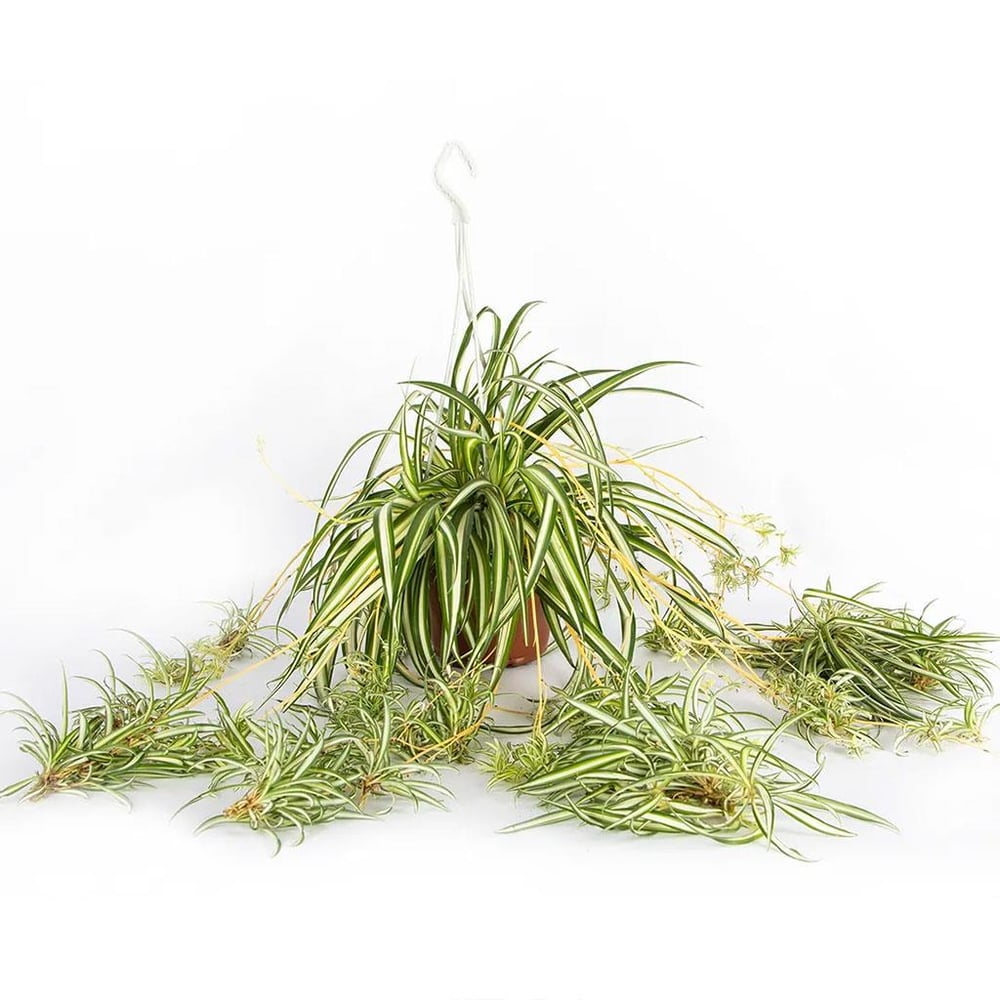 Kurdele Çiçeği Askılı 20-30 Cm Yeşil