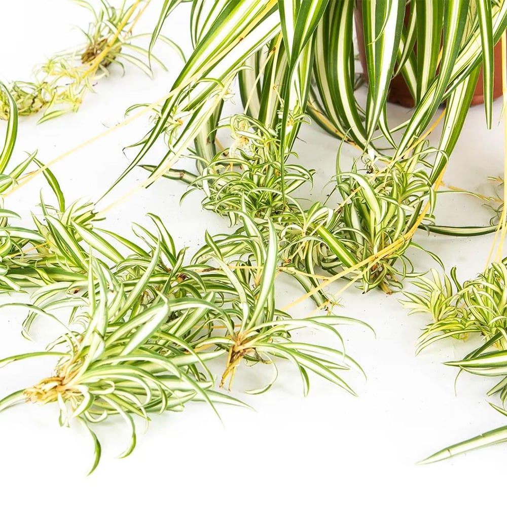 Kurdele Çiçeği Askılı 20-30 Cm Yeşil