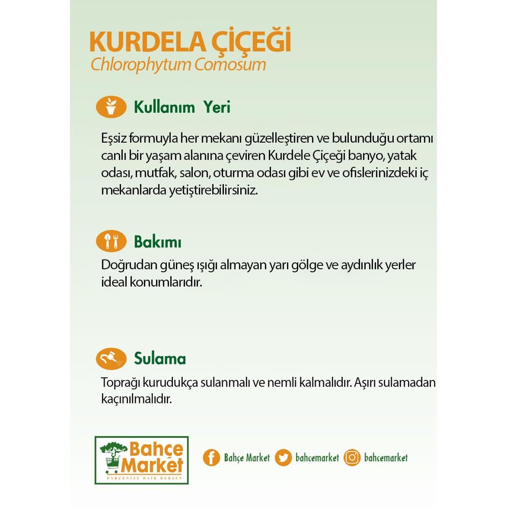 Kurdele Çiçeği Askılı 20-30 Cm Yeşil