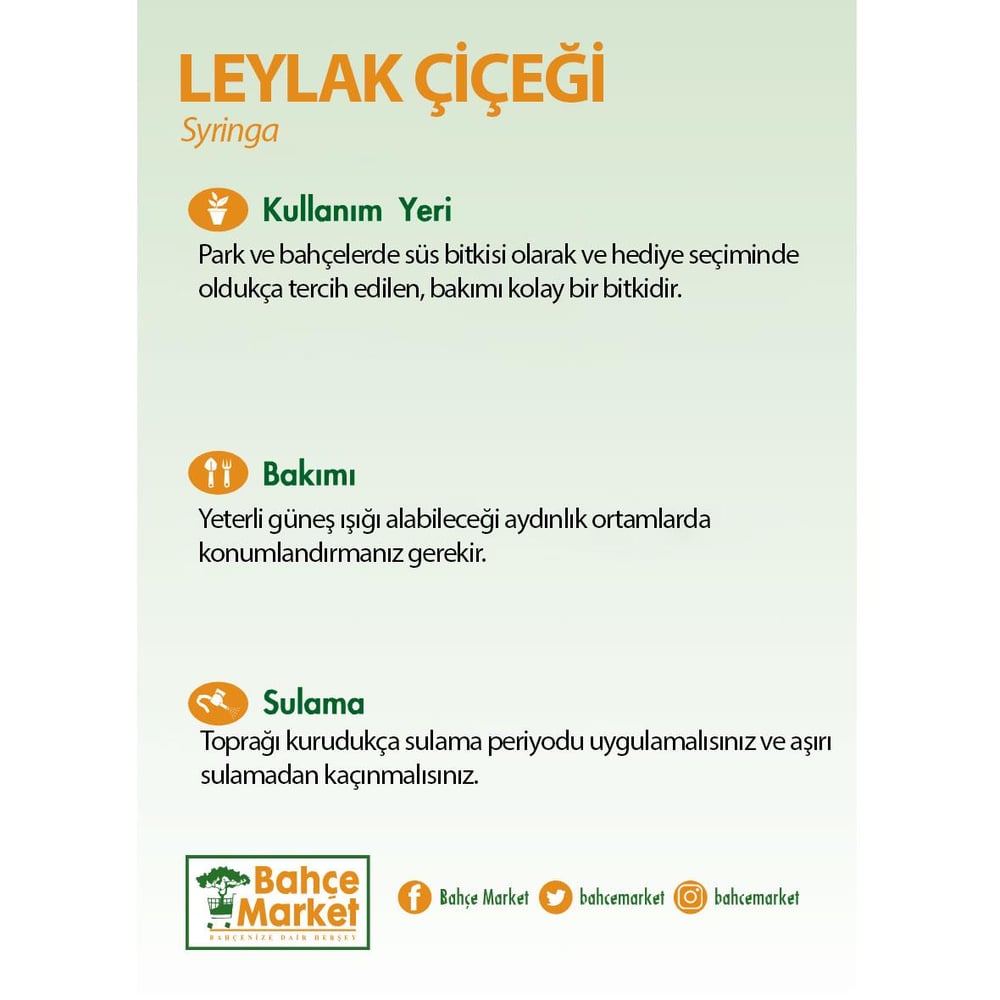 Leylak Çiçeği 125- 150 Cm