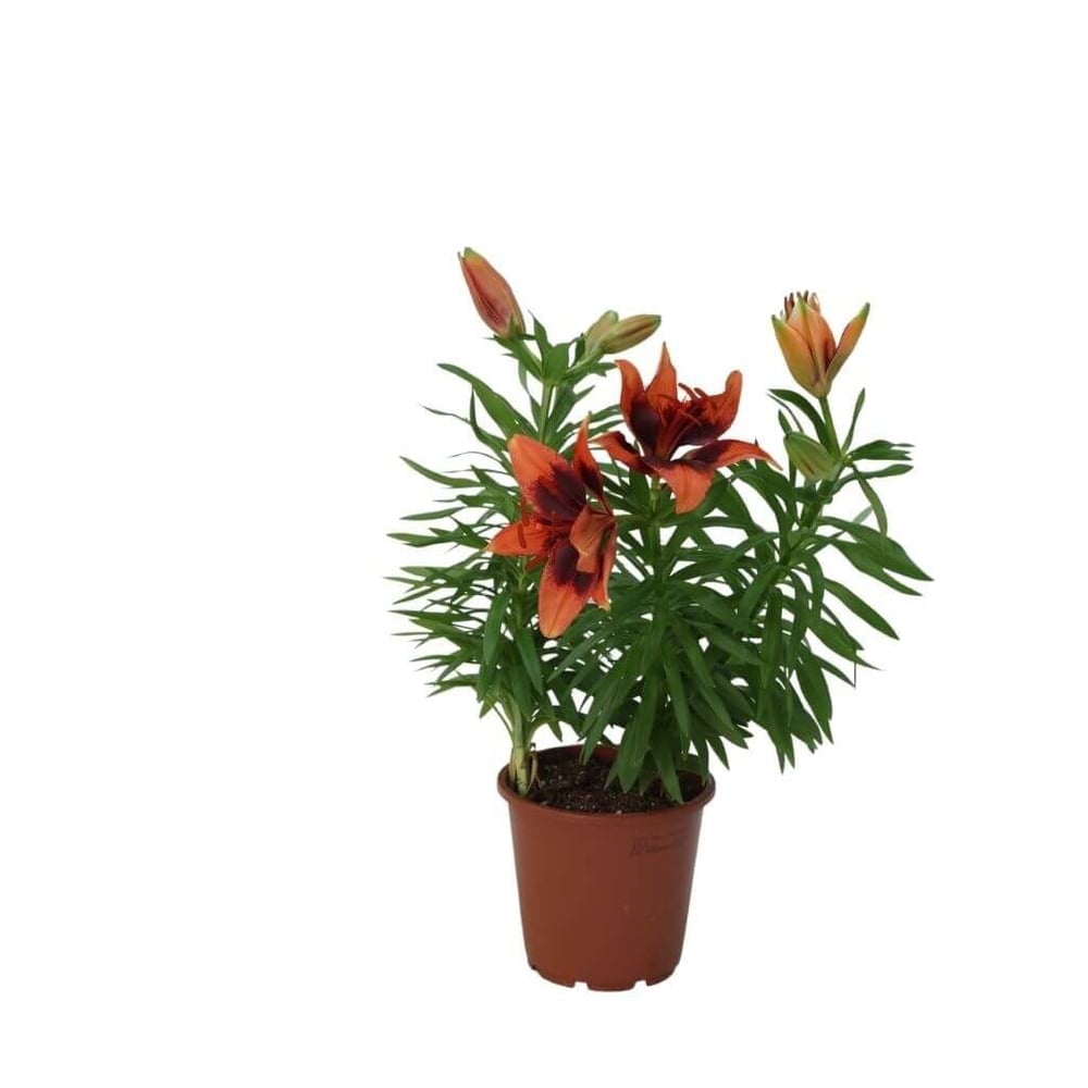 Lilium Çiçeği 40-60 Cm