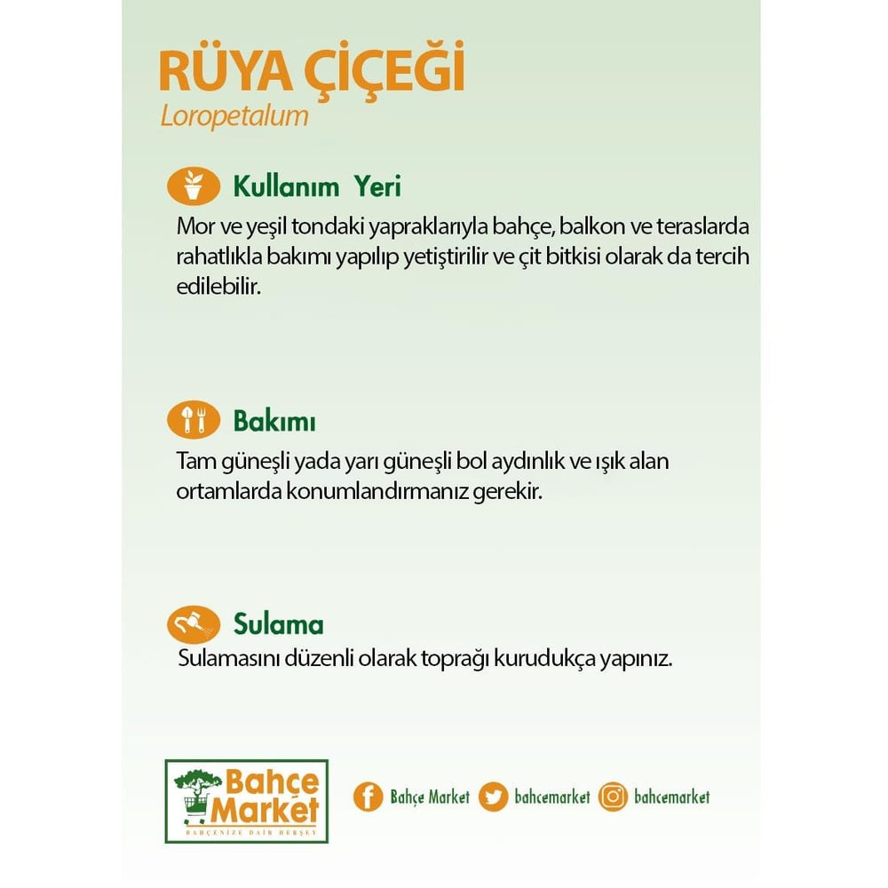 Loropetalum - Rüya Çiçeği 30-40 Cm