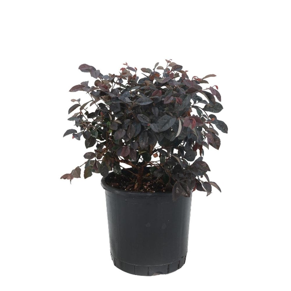 Loropetalum - Rüya Çiçeği 30-40 Cm