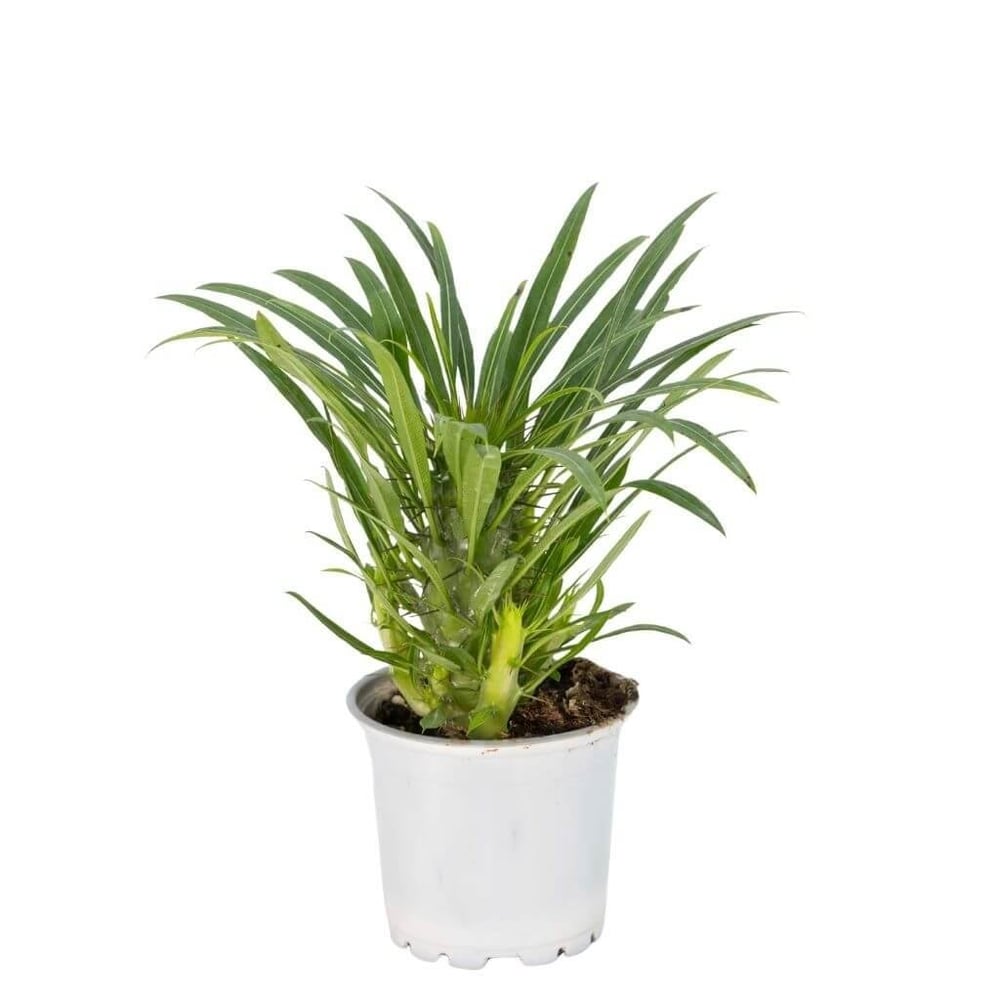 Madagaskar Palmiyesi 10-20 Cm