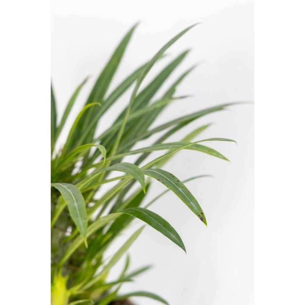 Madagaskar Palmiyesi 10-20 Cm