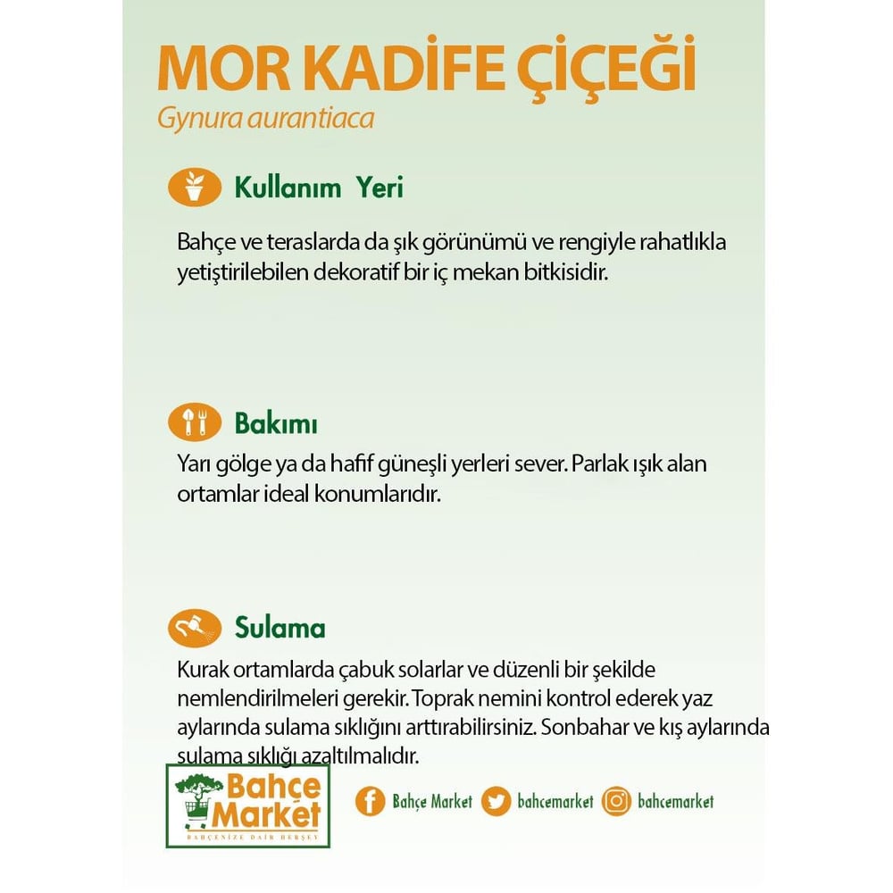 Mor Kadife Çiçeği