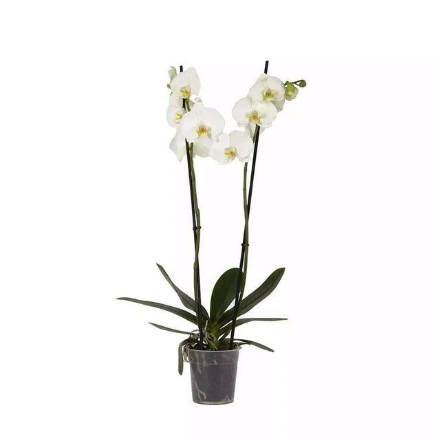 Orkide (Çift Dal) 60-70 Cm