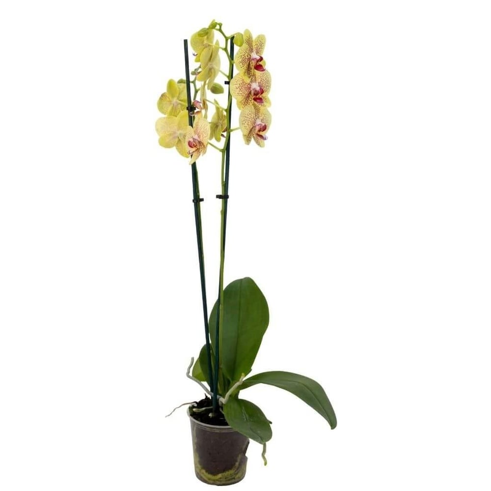 Orkide (Çift Dal) 60-70 Cm