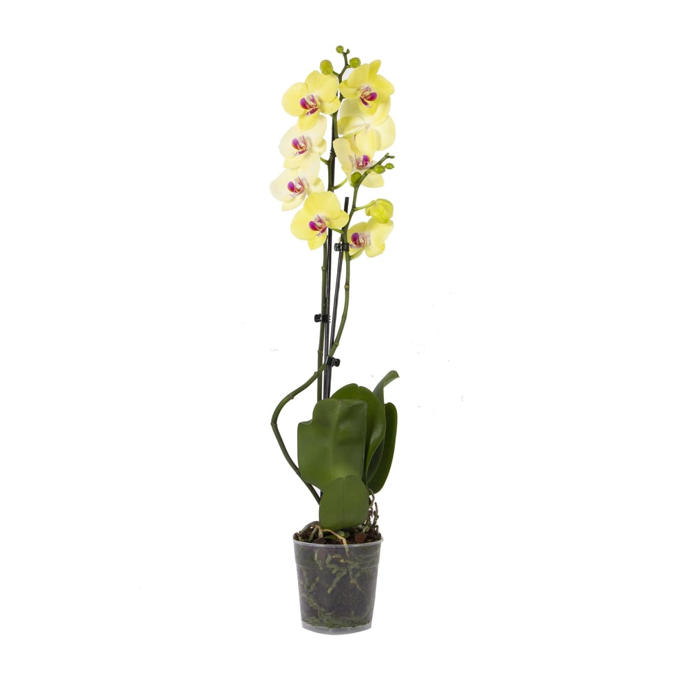 Orkide İthal (Çift Dal ) 60-70 Cm