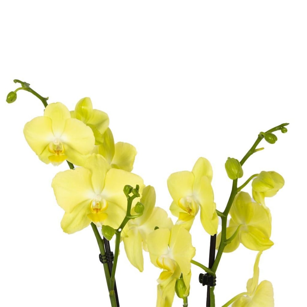 Orkide İthal (Çift Dal ) 60-70 Cm