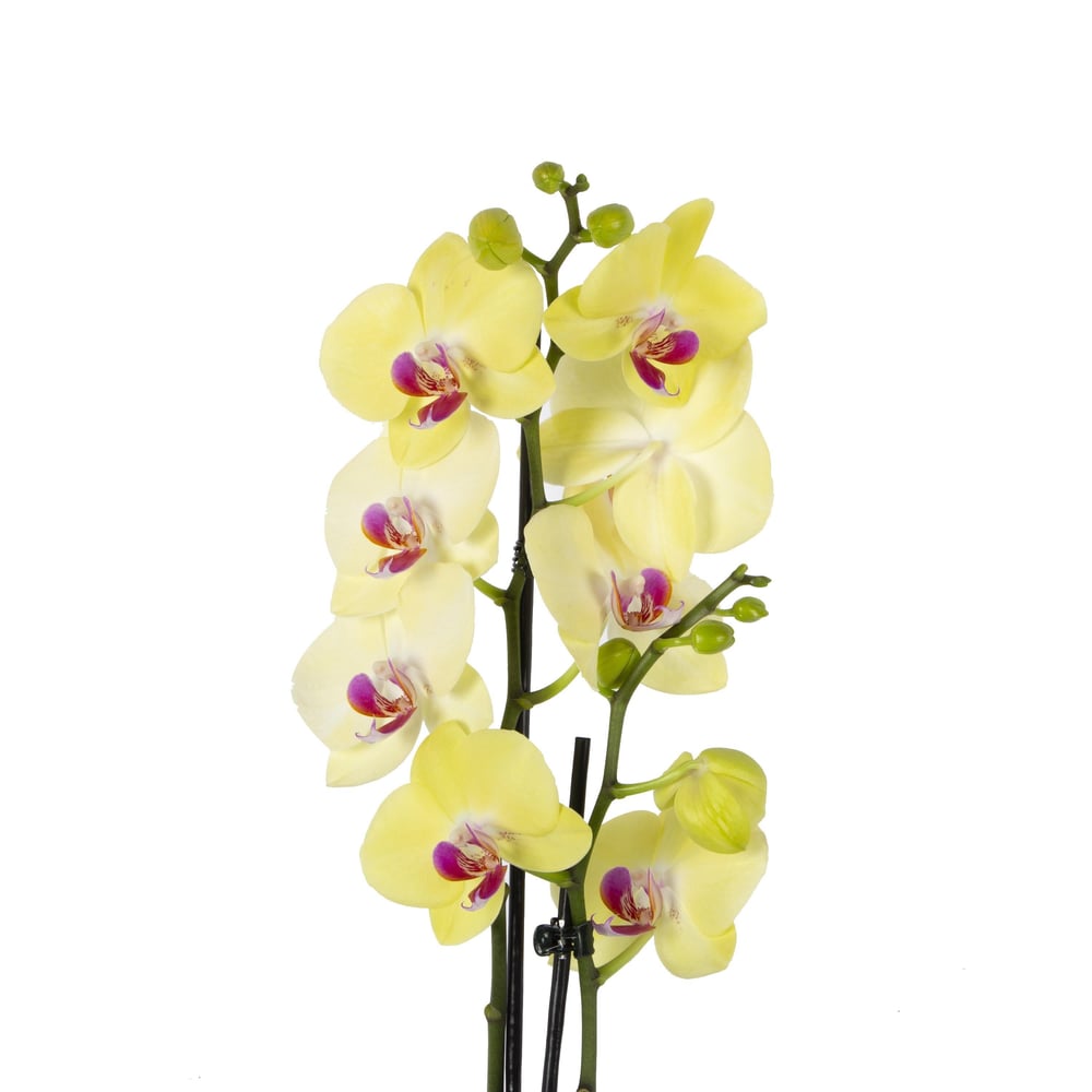 Orkide İthal (Çift Dal ) 60-70 Cm