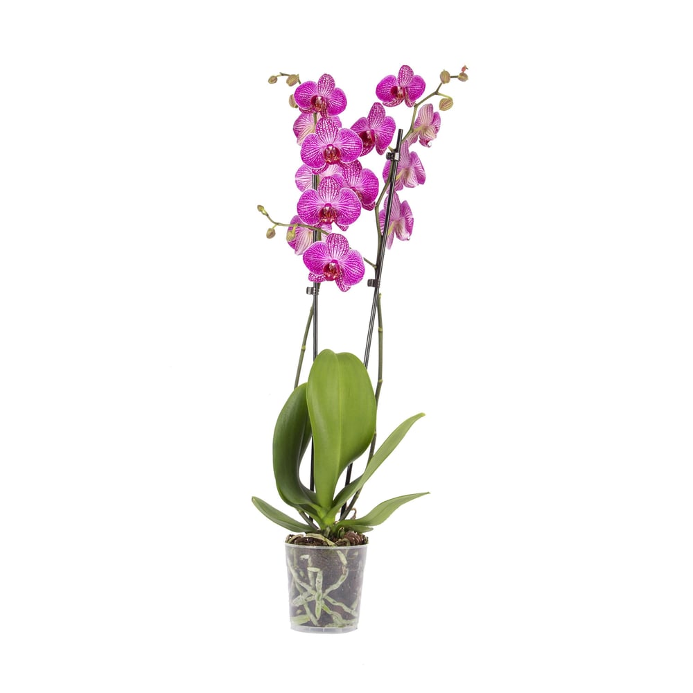Orkide İthal (Çift Dal ) 60-70 Cm