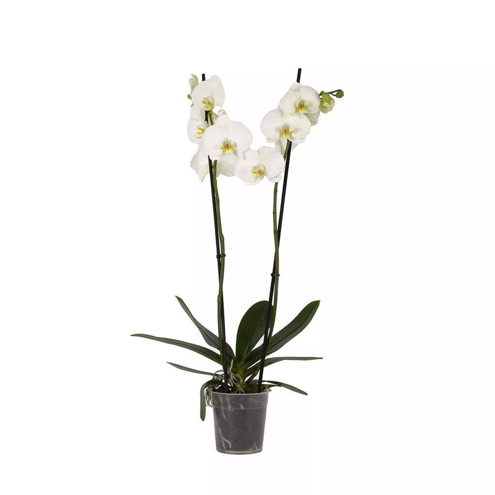 Orkide İthal (Çift Dal ) 60-70 Cm