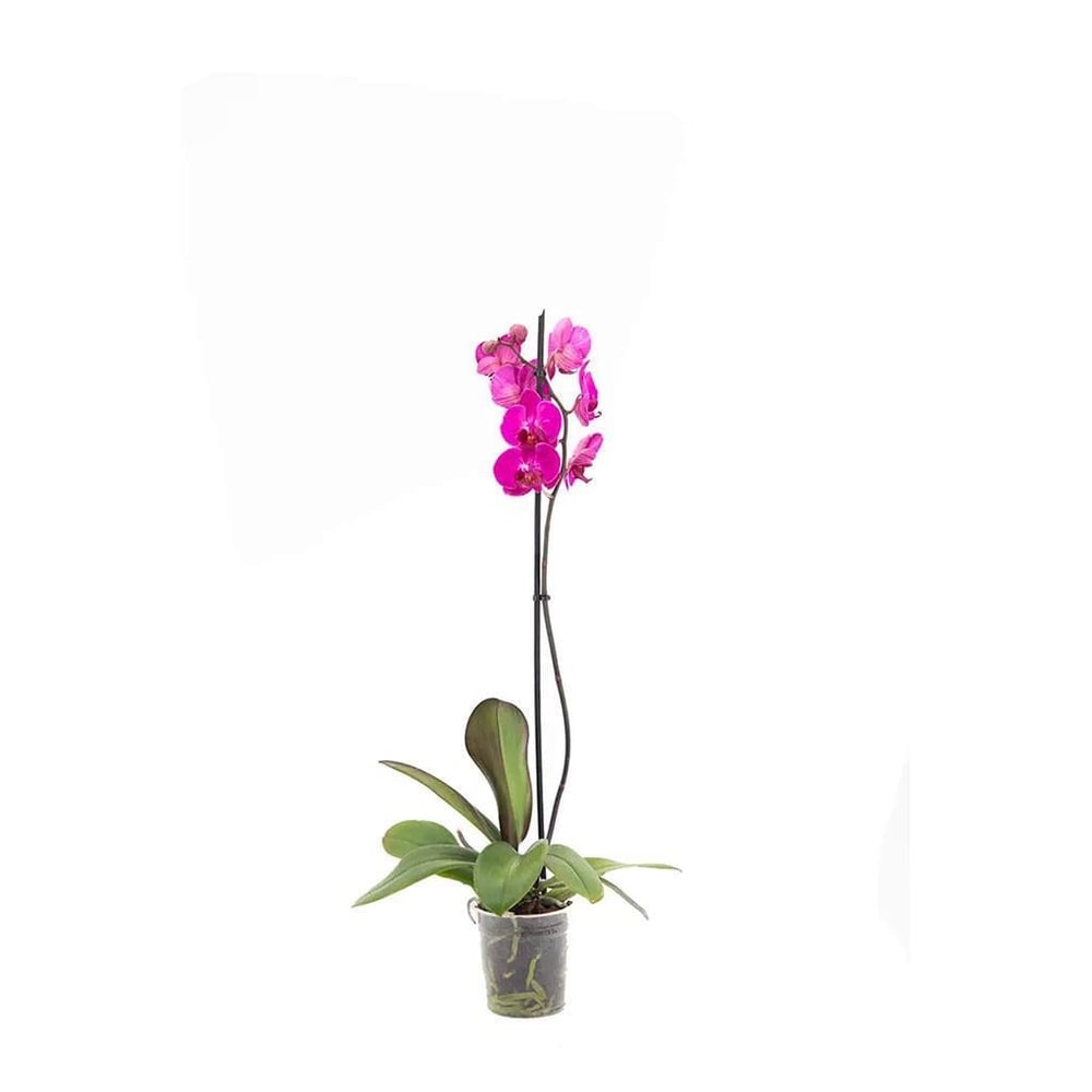 Tek Dal Orkide - Boy 60- 70 Cm