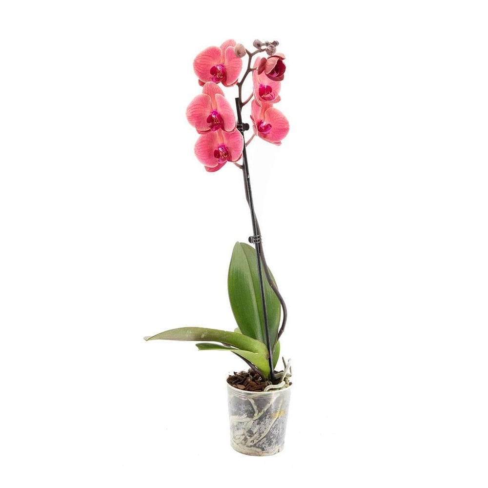 Tek Dal Orkide - Boy 60- 70 Cm
