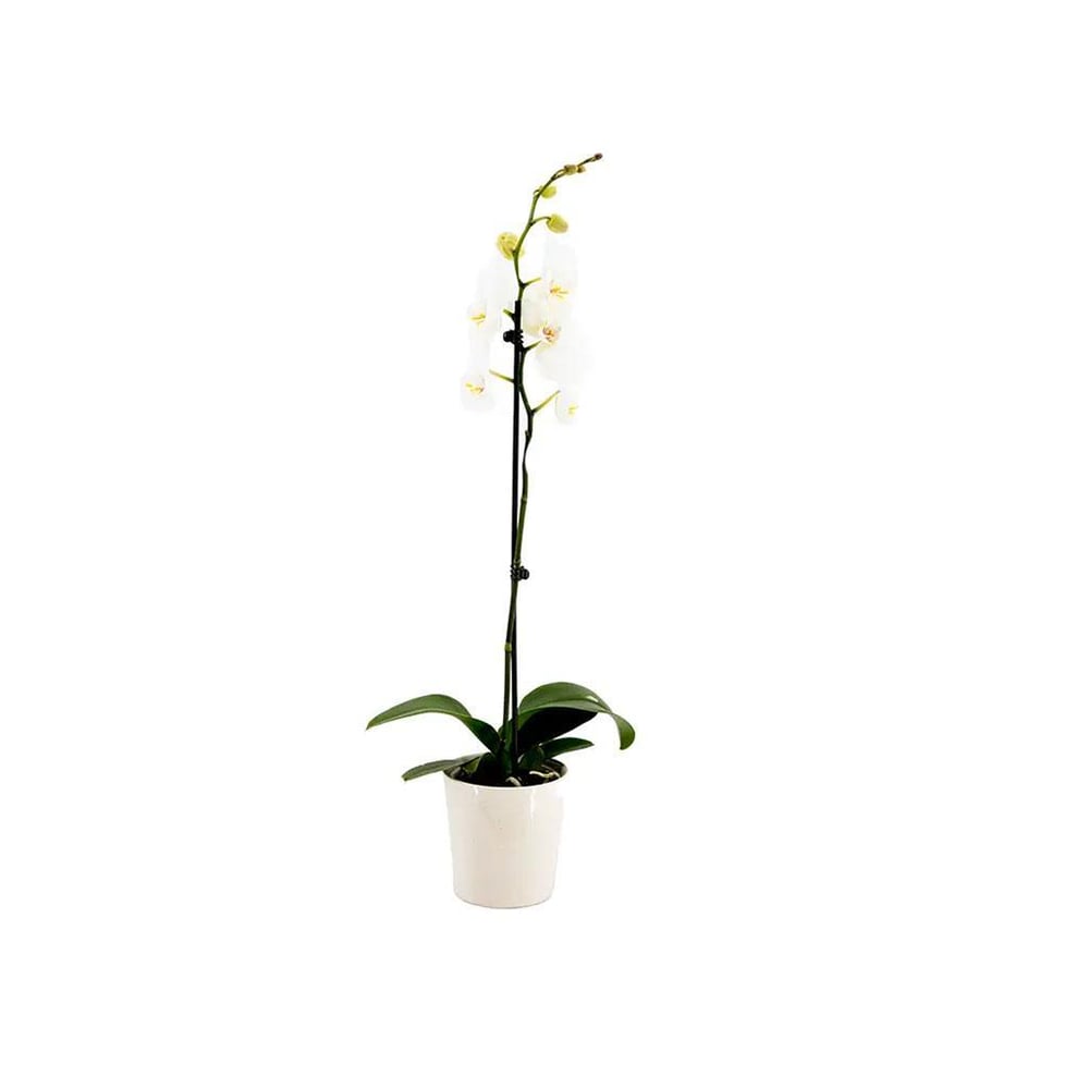 Tek Dal Orkide - Boy 60- 70 Cm