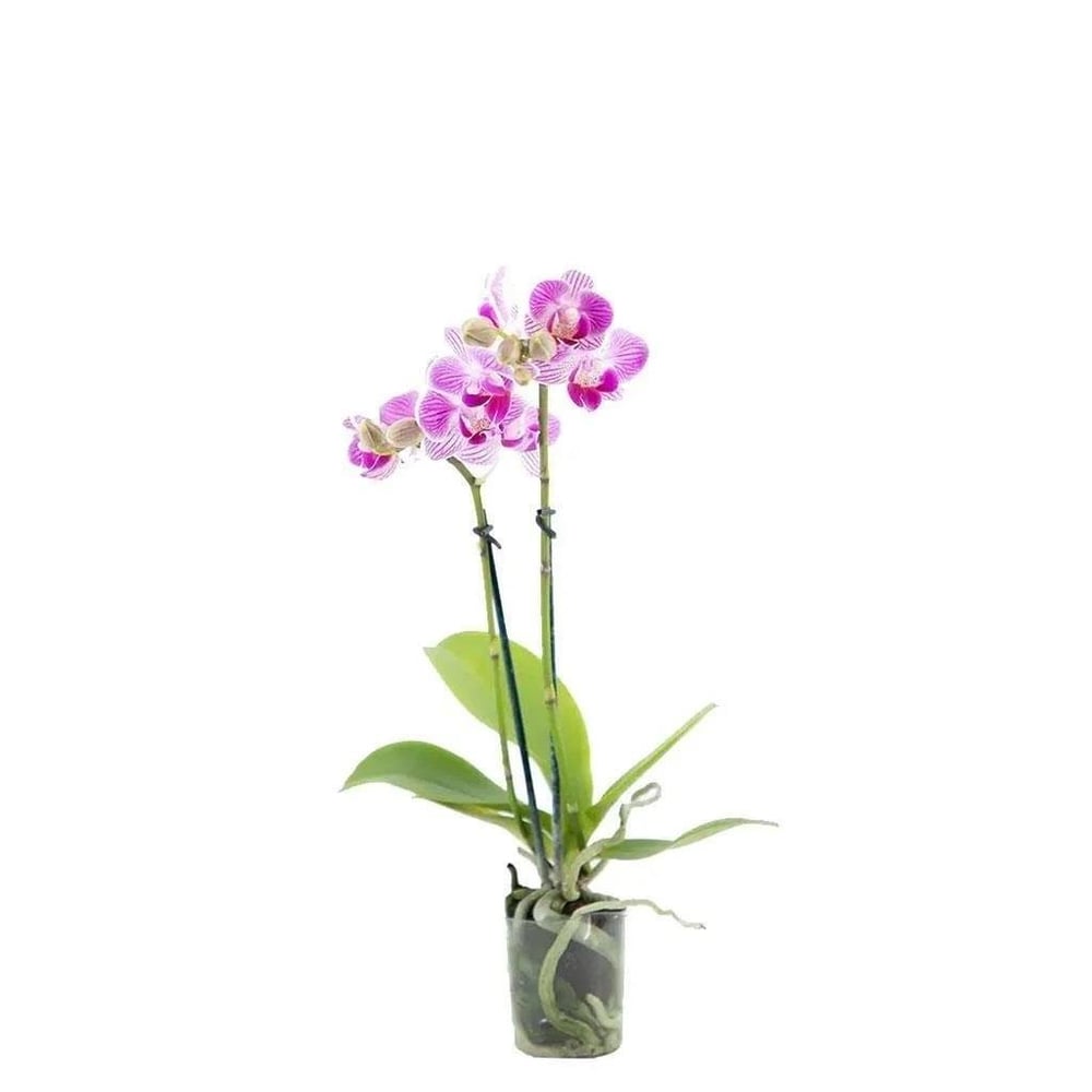 Orkide Mini 20-40 Cm