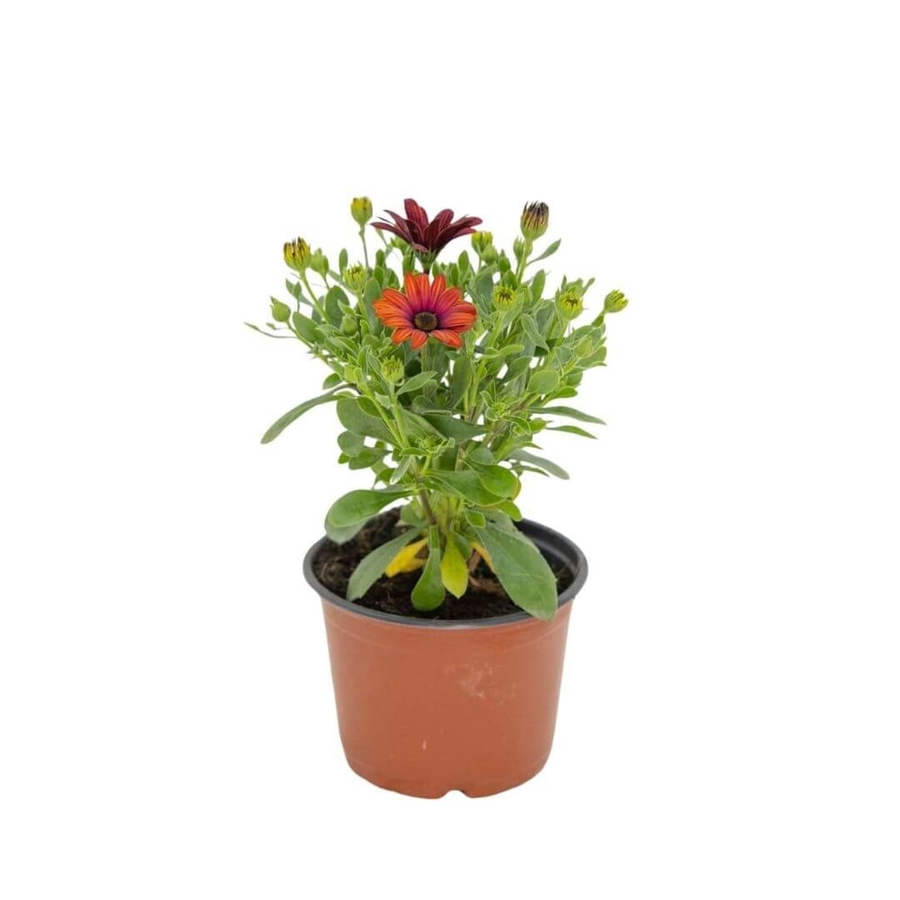 Papatya Bodrum Çiçeği Mix 10 - 20 Cm