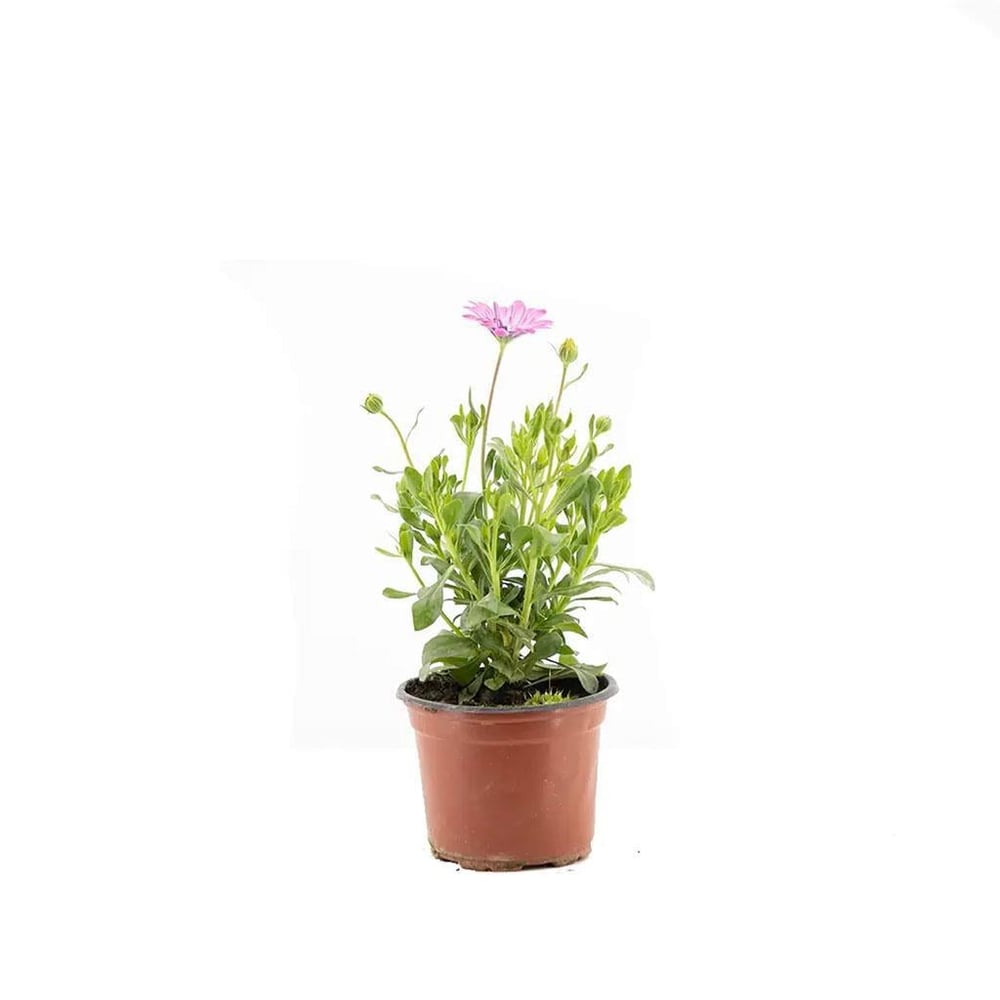 Papatya Bodrum Çiçeği Mix 10 - 20 Cm