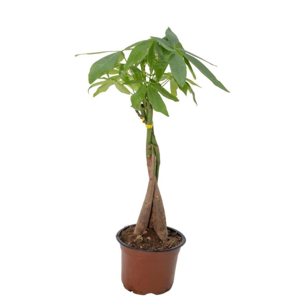 Para Ağacı ( Pachira ) 30-40 Cm