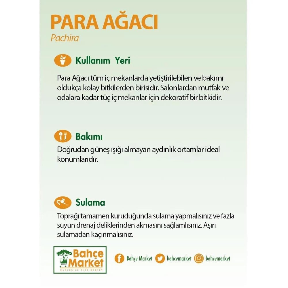 Para Ağacı ( Pachira ) 30-40 Cm