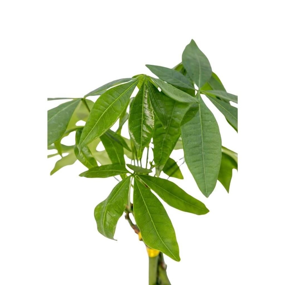 Para Ağacı ( Pachira ) 30-40 Cm