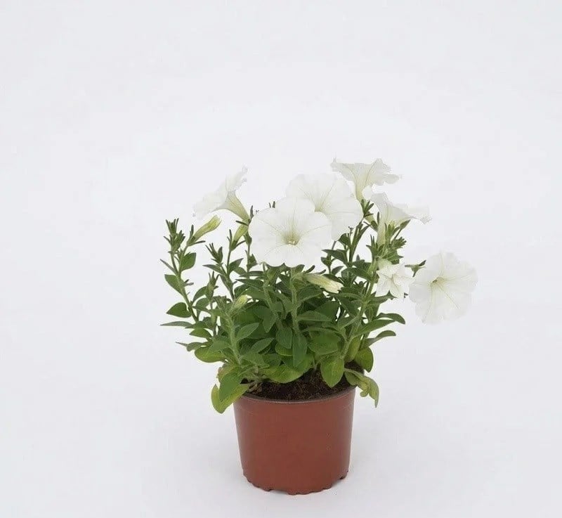 Petunya Çiçeği 10-20 Cm