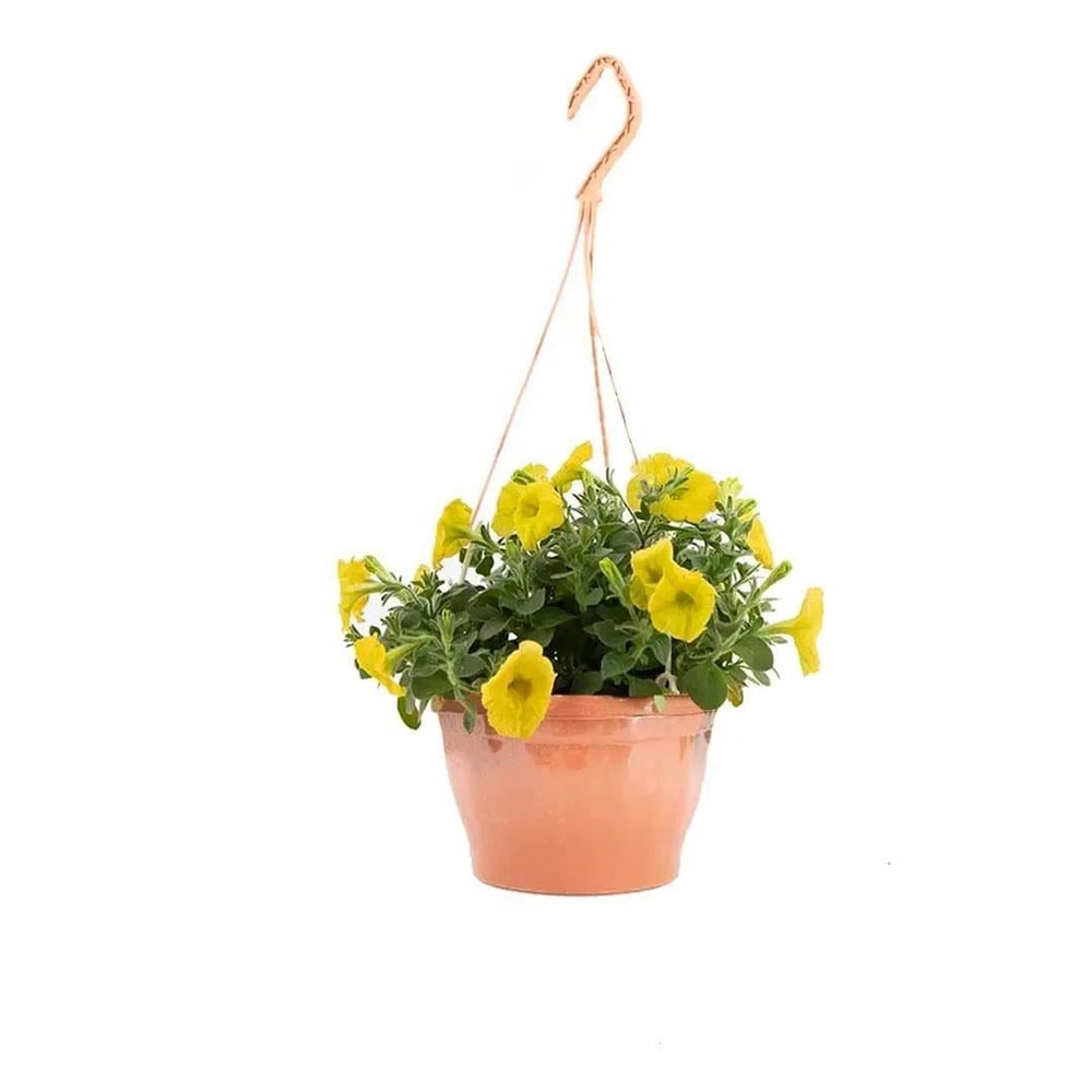 Petunya Çiçeği - Askılı Saksıda Çap 23 Cm - Boy 20-30 Cm