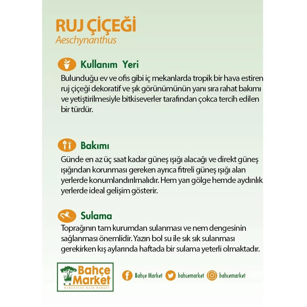 Ruj Çiçeği Askılı